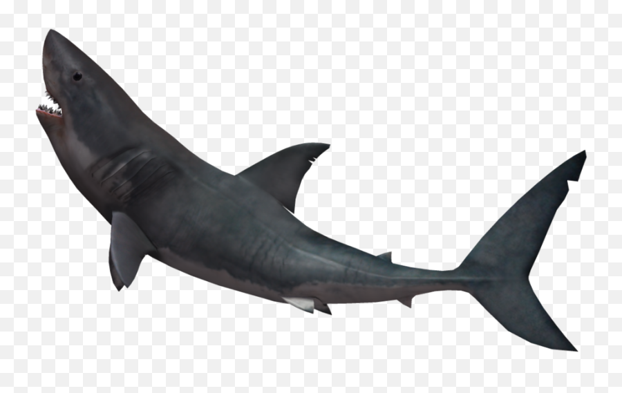 Great White Shark Shark Attack Tiger Shark - Shark Png Png Shark Png Emoji,Shark Fin Emoji