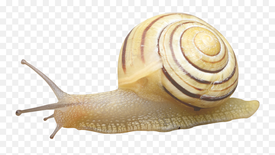 Snail Orthogastropoda - Snail Transparent Emoji,Snail Emoji