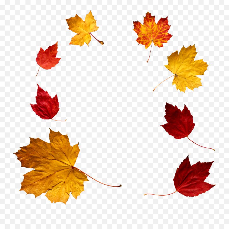Fall Transparent Png Clipart Free Download - Overlay Fall Leaves Png Emoji,Fall Emojis