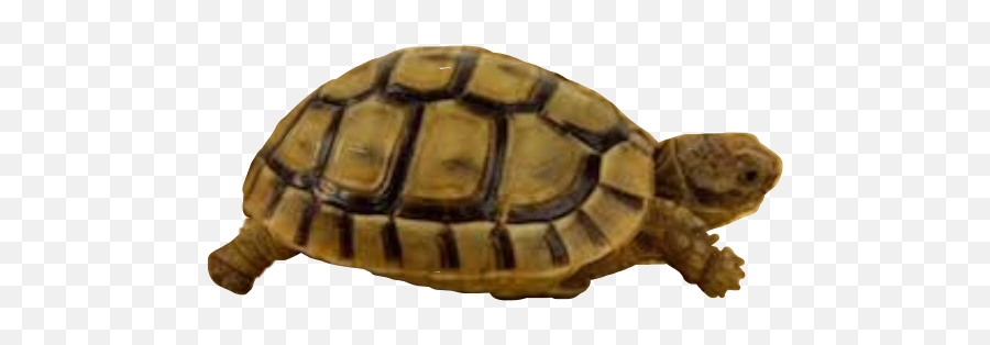 Awkward Awkwardturtle Turtles Zoo Brown - Galápagos Tortoise Emoji,Awkward Turtle Emoji