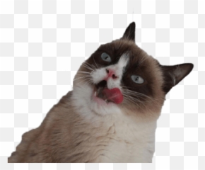 Grumpy Cat Vector Illustration Transparent Png - Angry Cat Transparent Background Emoji,Grumpy Cat Emoji