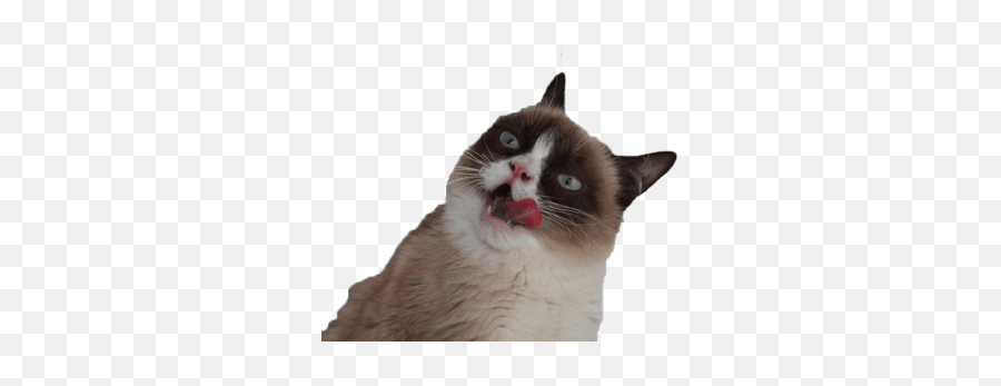 Grumpy Cat Vector Illustration Transparent Png - Angry Cat Transparent Background Emoji,Grumpy Cat Emoji