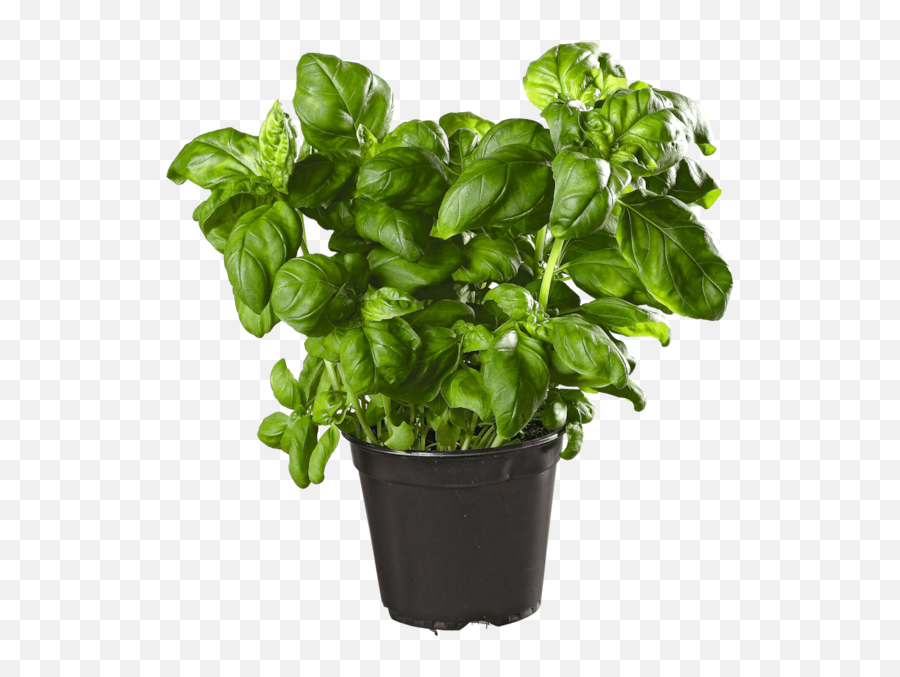 Basil Herbs Garden Sticker By Probably - Maceta Albahaca Png Emoji,Herb Emoji