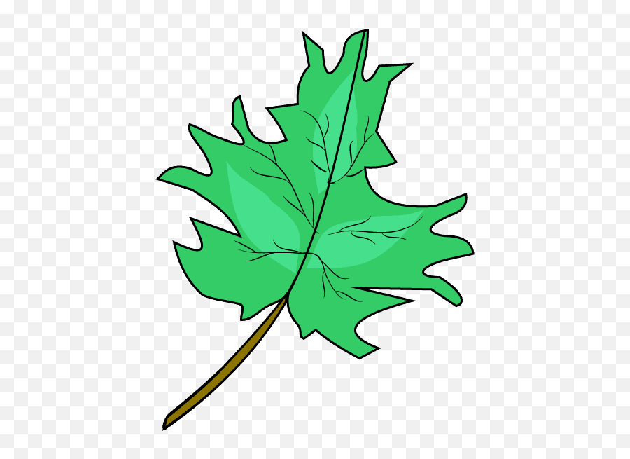 How To Draw A Maple Leaf - Maple Leaf Green Drawing Emoji,Leaves Emoji