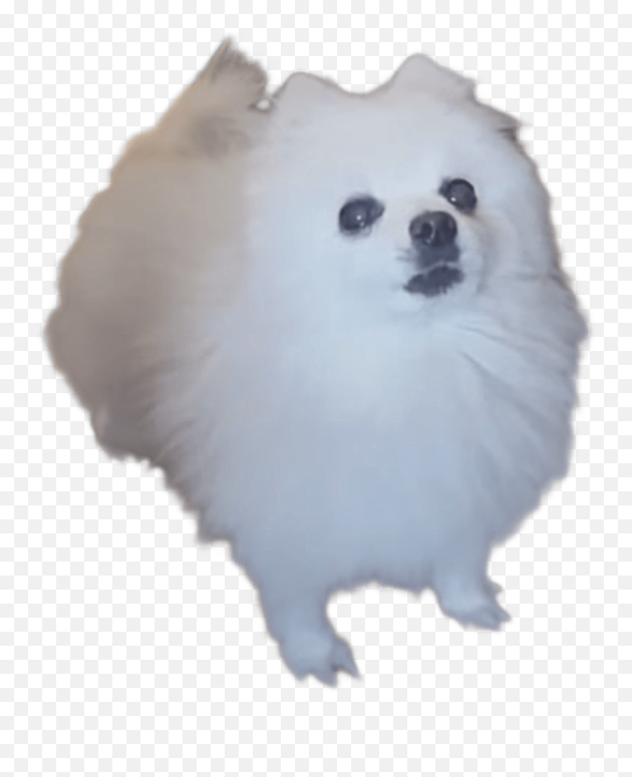 Best Dog Transparent Background - Meme Dog White Background Emoji,Doge Emoji