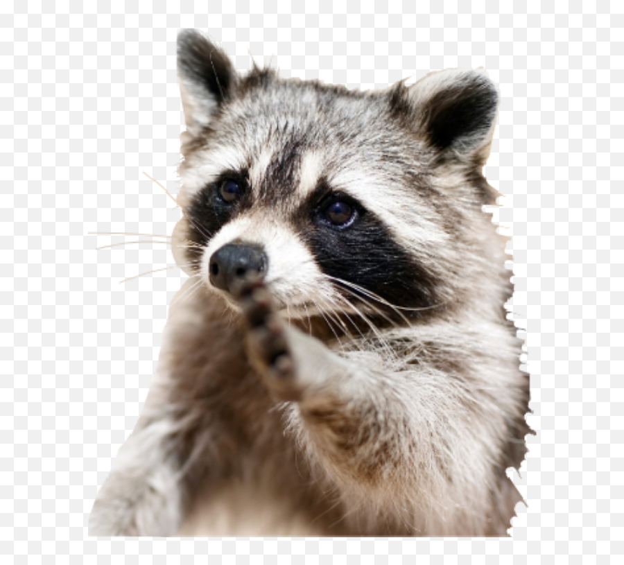 Racoon Raccoon Racoonlove Pet Animal - Best Clever Animal Emoji,Raccoon Emoji