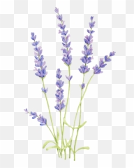 lavender wind herb beautiful purple lavenderflowers - Transparent Lavender Flower Emoji