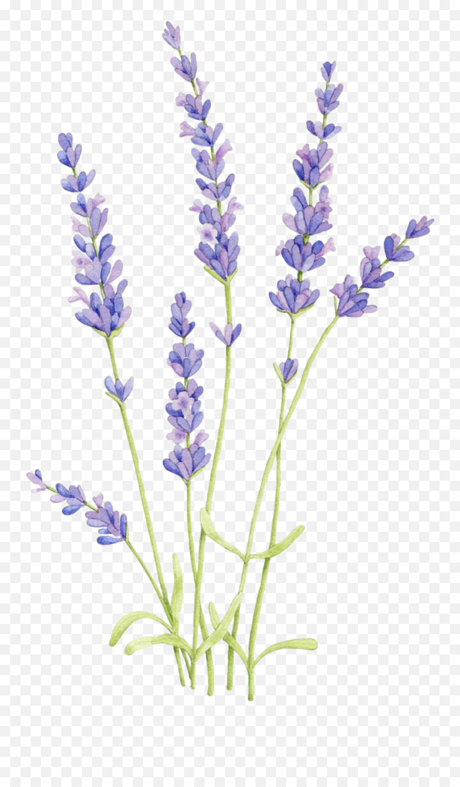 Lavender Wind Herb Beautiful Purple Lavenderflowers Flo - Transparent Lavender Flower Emoji,Herb Emoji