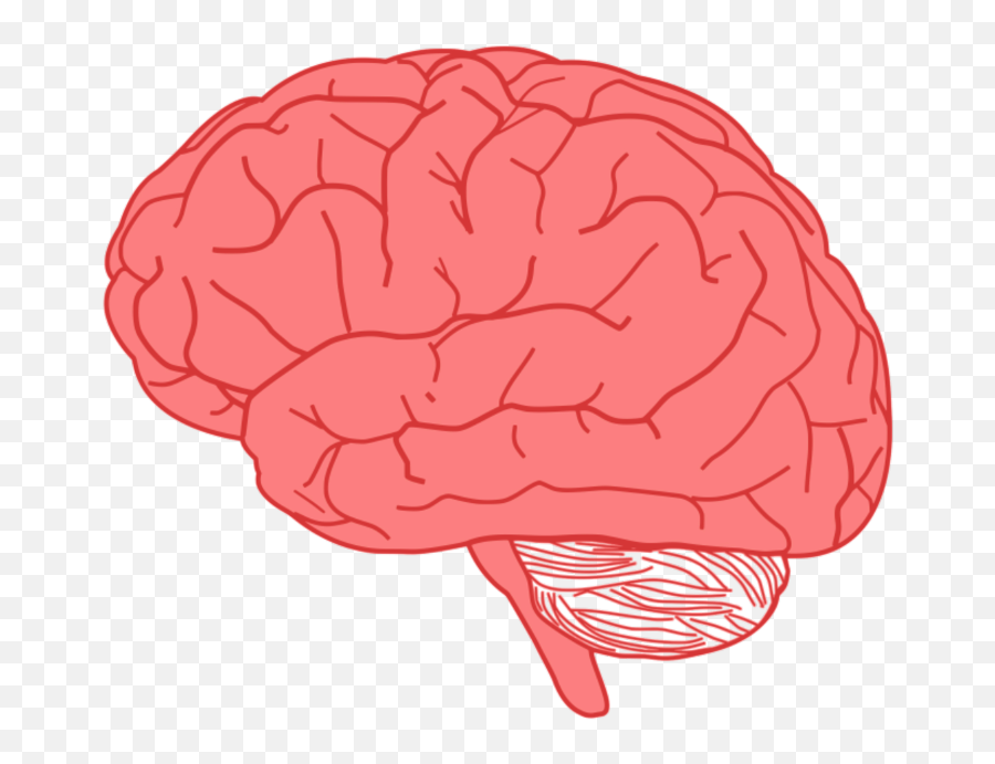Transparent Background Brain Clipart - Brain Clipart Transparent Background Emoji,Brain Emoji Png