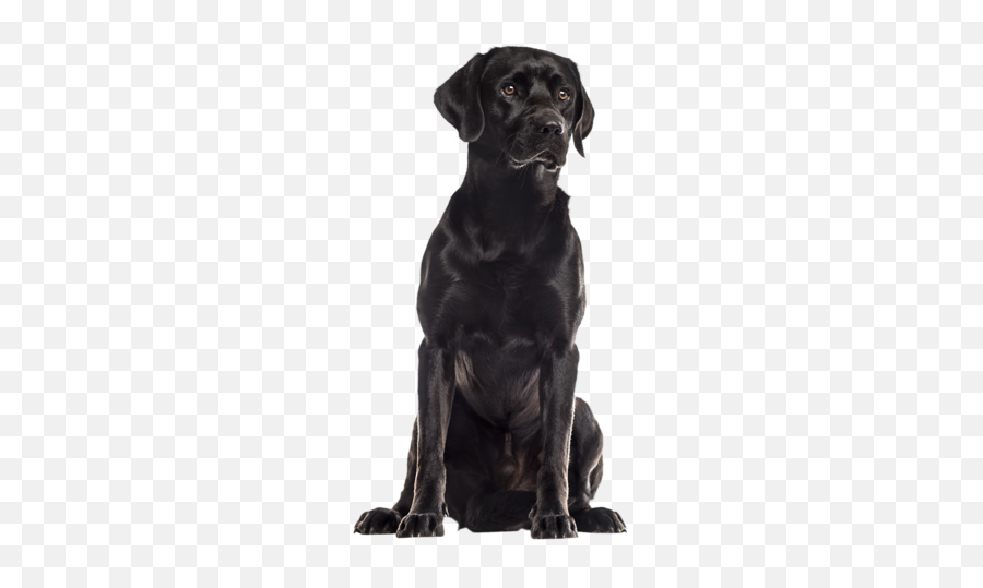 To - Cachorro Labrador De 5 Meses Emoji,Black Lab Emoji