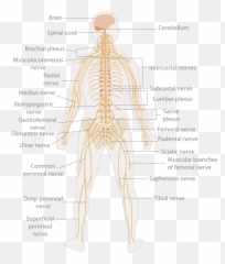 Te - Labeled Central Nervous System Emoji,Shoulder Shrug Emoji