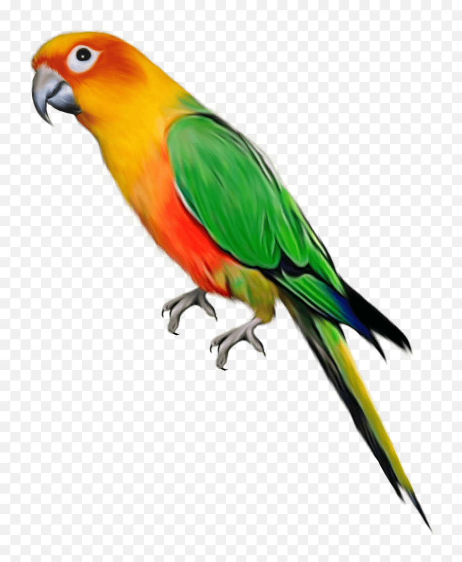 Parrot Clipart Emoji Parrot Emoji Transparent Free For - Transparent Background Parrot Clipart,Parrot Emoji