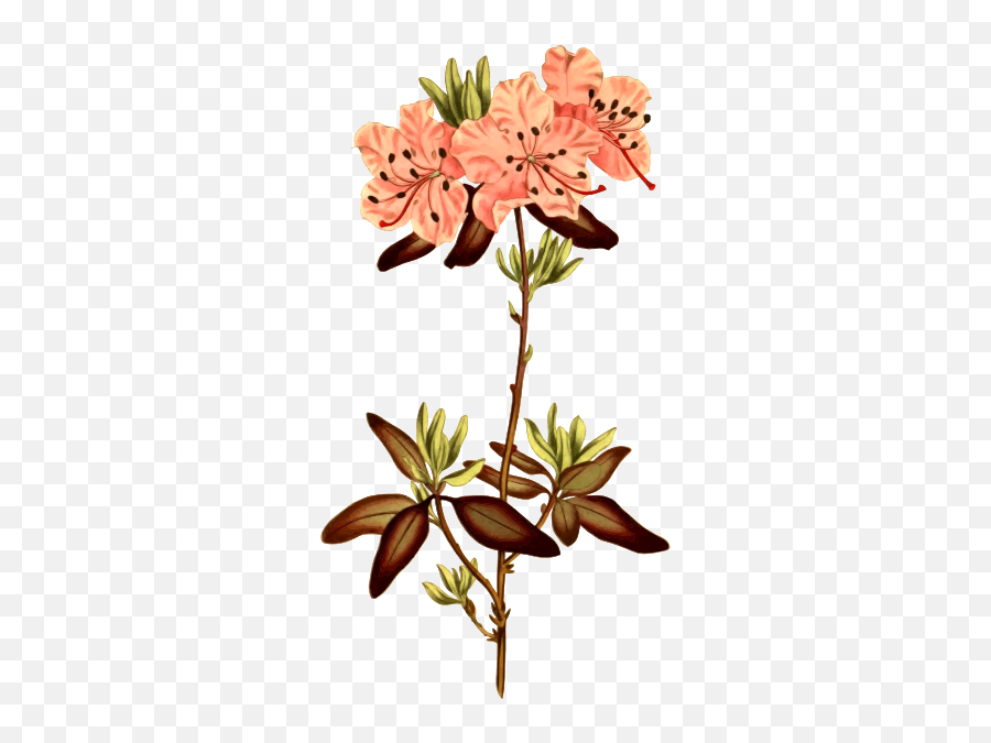 Dotted Leaved Rhododendron - Botanical Illustrations Rhododendron Emoji,Three Leaf Clover Emoji