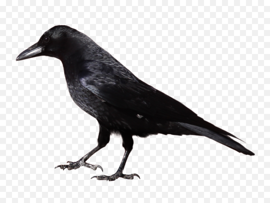 Raven Bird - Crow Clipart Black And White Emoji,Raven Bird Emoji