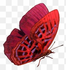 Poetry Of Nature Butterfly Pictures Butterfly Lovely - Red Animated Butterfly Gif Emoji,Moth Emoji