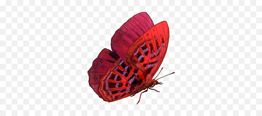 Poetry Of Nature Butterfly Pictures Butterfly Lovely - Red Animated Butterfly Gif Emoji,Moth Emoji