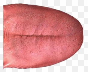 Tongue Png Images Free Download - Tongue Transparent Background Emoji,Toung Emoji