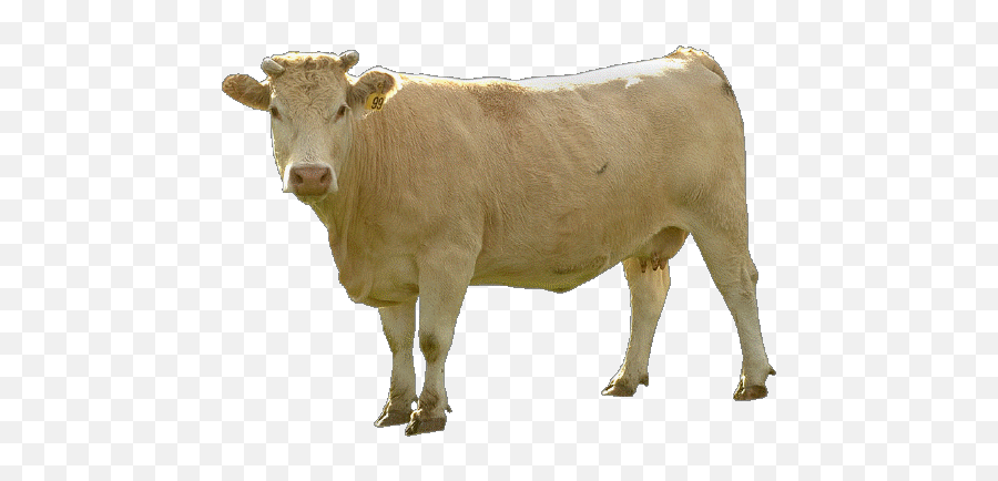 Animal - Cowfreepngtransparentbackgroundimagesfree White Cow Images Png Emoji,Cow Emoji Png