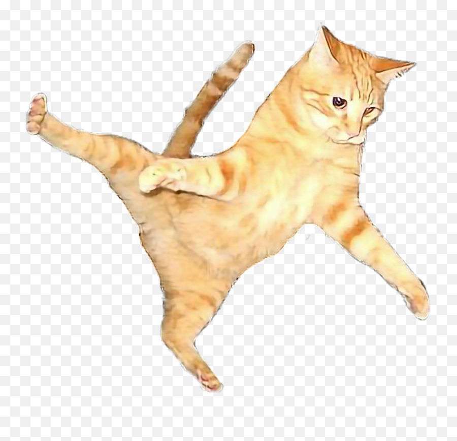 Cat Flying Flyingcat Orangecat Orange - Transparent Cat Emoji,Smug Cat Emoji