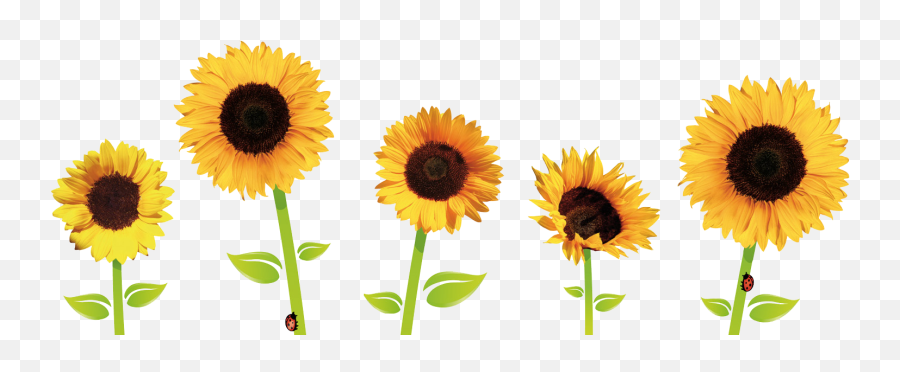 Sunflower Crown Transparent Clipart Big Emoji,Sunflower Emoji Transparent