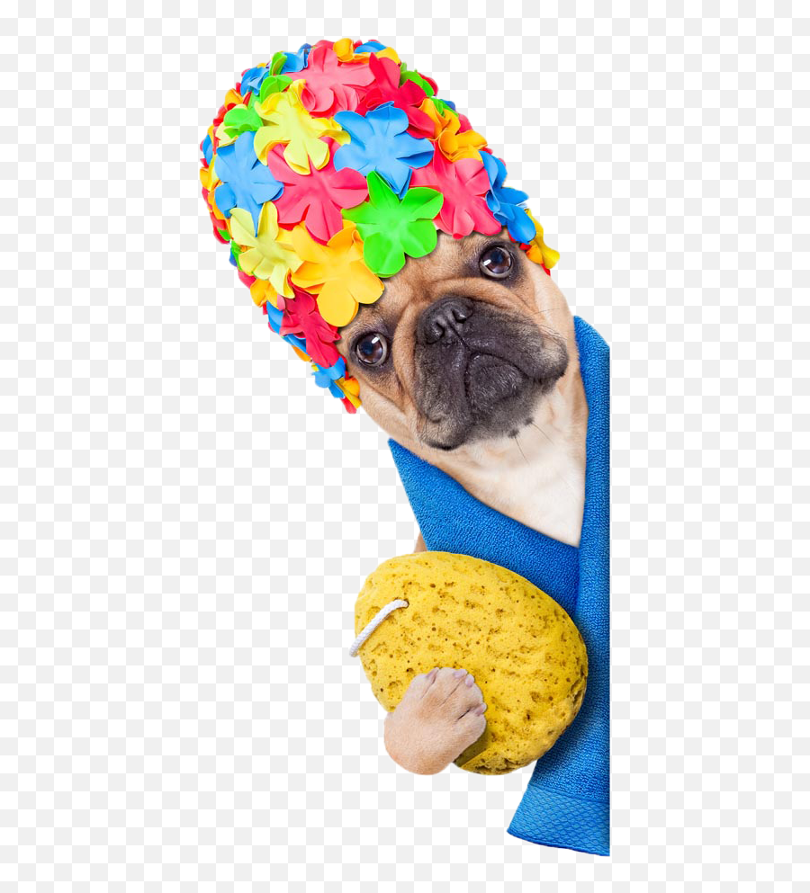 French Bulldog Puppy Shower Stock Photography - Dog Shower Touca De Banho Png Emoji,Bulldog Emoji