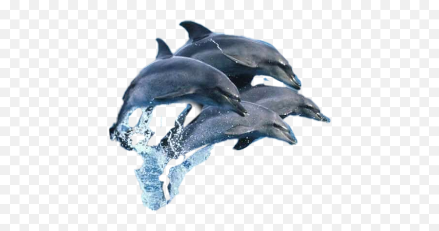 Largest Collection Of Free - Toedit Dauphins Stickers Common Bottlenose Dolphin Emoji,Miami Dolphins Emoji