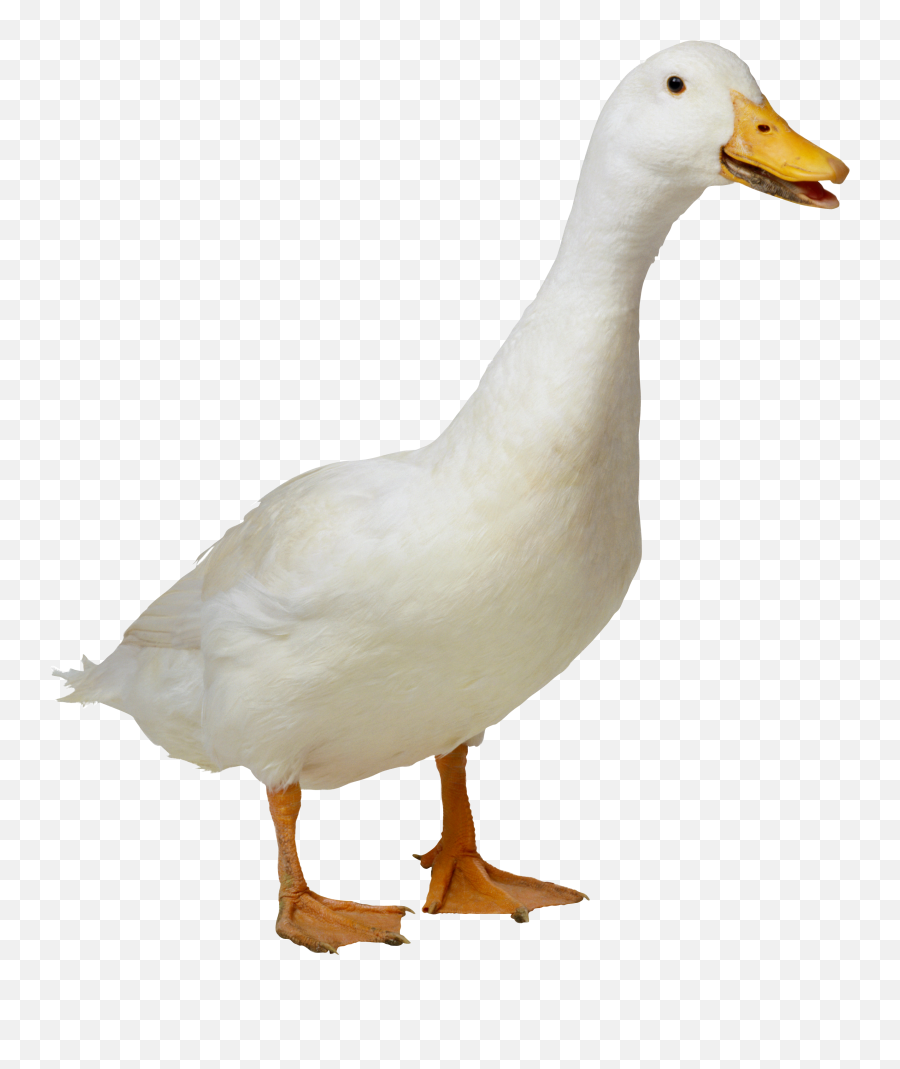 Duck Emoji Transparent Png Clipart,Emoji Duck