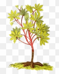 Cassava Plant - Types Of Roots In Plants Emoji