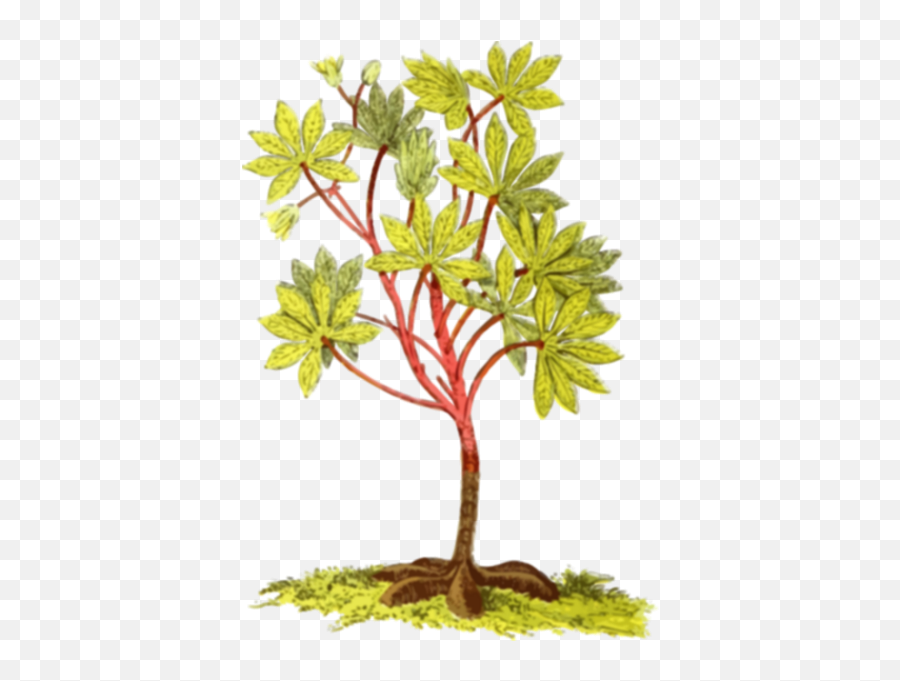 Cassava Plant - Types Of Roots In Plants Emoji,French Flag Chicken Emoji