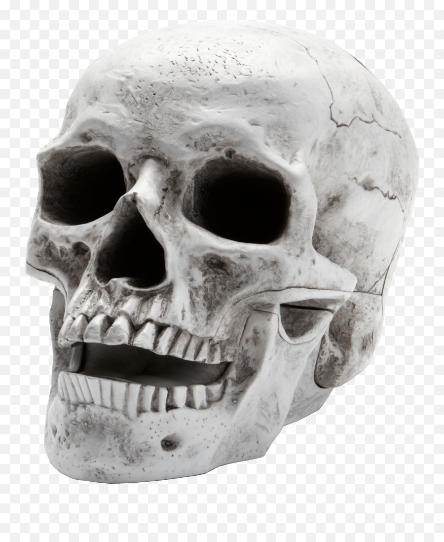 Skull Skeleton - Skull Transparent Png Emoji,Skull Emoji Png