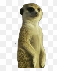 Stickers For Whatsapp - Meerkat Emoji