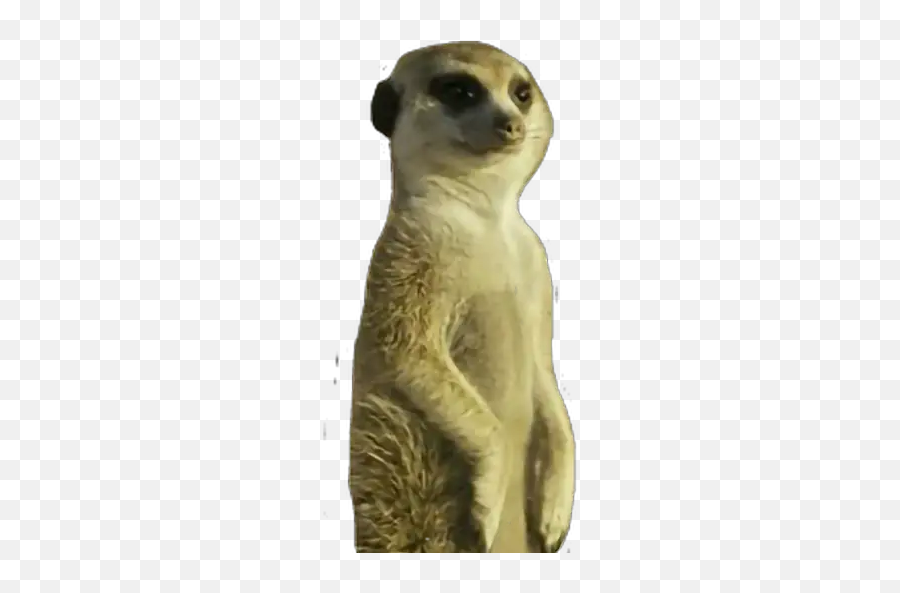 Stickers For Whatsapp - Meerkat Emoji,Mongoose Emoji