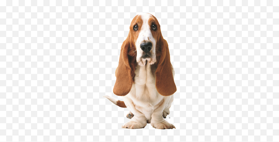 Download Free Basset Hound Png Picture Icon Favicon Freepngimg - Dog Basset Hound Hush Puppies Emoji,Hush Emoji