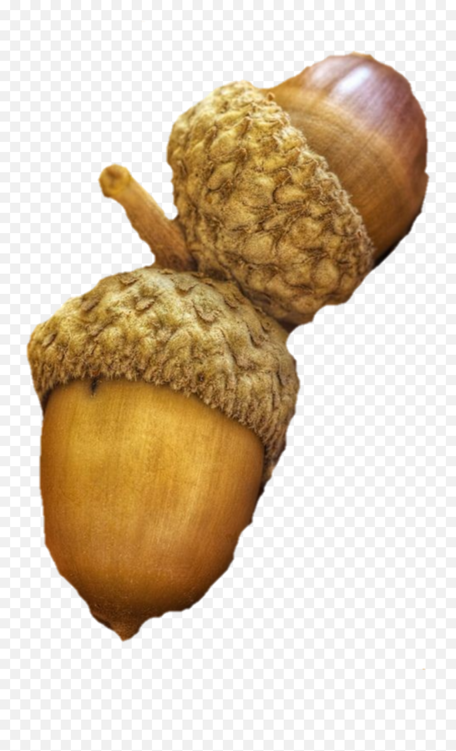 Acorns Acorn - Acorn Emoji,Acorn Emoji