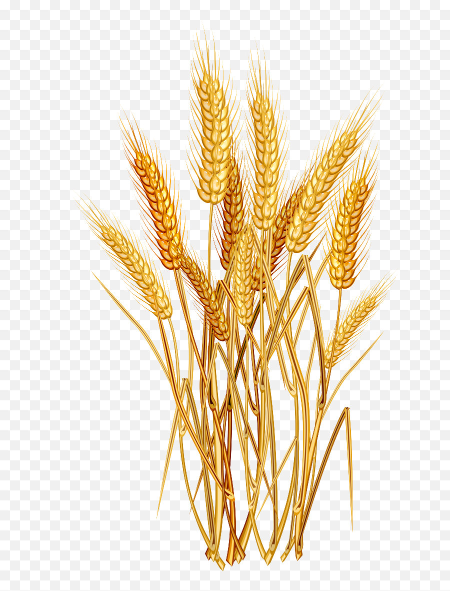 Rgcpoad49 Rice Grain Clipart Png Of A Dog Yespress - Cartoon Wheat Plant Emoji,Wheat Emoji