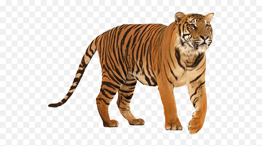 Tiger Tigers Terrieasterly - Tiger Png Emoji,Tiger Emoji