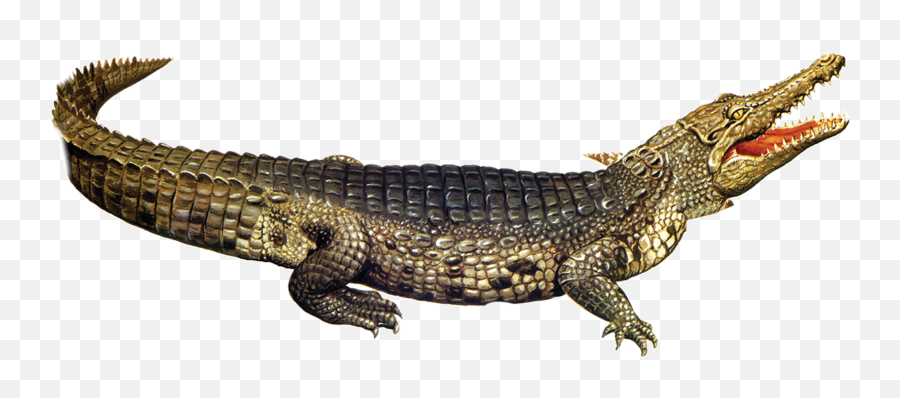 Baby Alligator Png Transparent Png - Crocodile Png Emoji,Crocodile Man Emoji