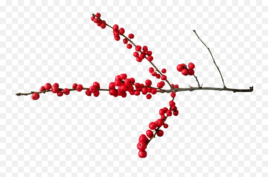 Christmas Deco Christmas Motif Berry - Transparent Christmas Berries Png Emoji,Christmas Gift Emoji