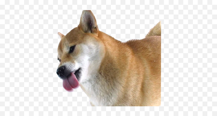 Download Dancing Doge Png - Shiba Licking Screen Gif Emoji,Doge Emoji