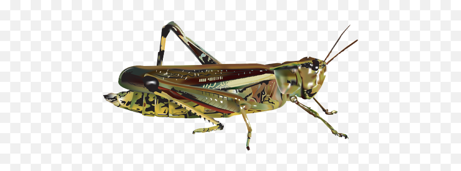 Download Grasshopper Image Hq Png Image - Grasshopper Emoji,Grasshopper Emoji
