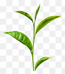 Green Tea Png Transparent Images - Green Tea Leaf Png Leaf Green Tea Png Emoji,Kermit Tea Emoji