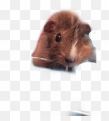 My Guinea Pig Peanut Hashtags - Mouse Emoji,Peanut Butter Emoji