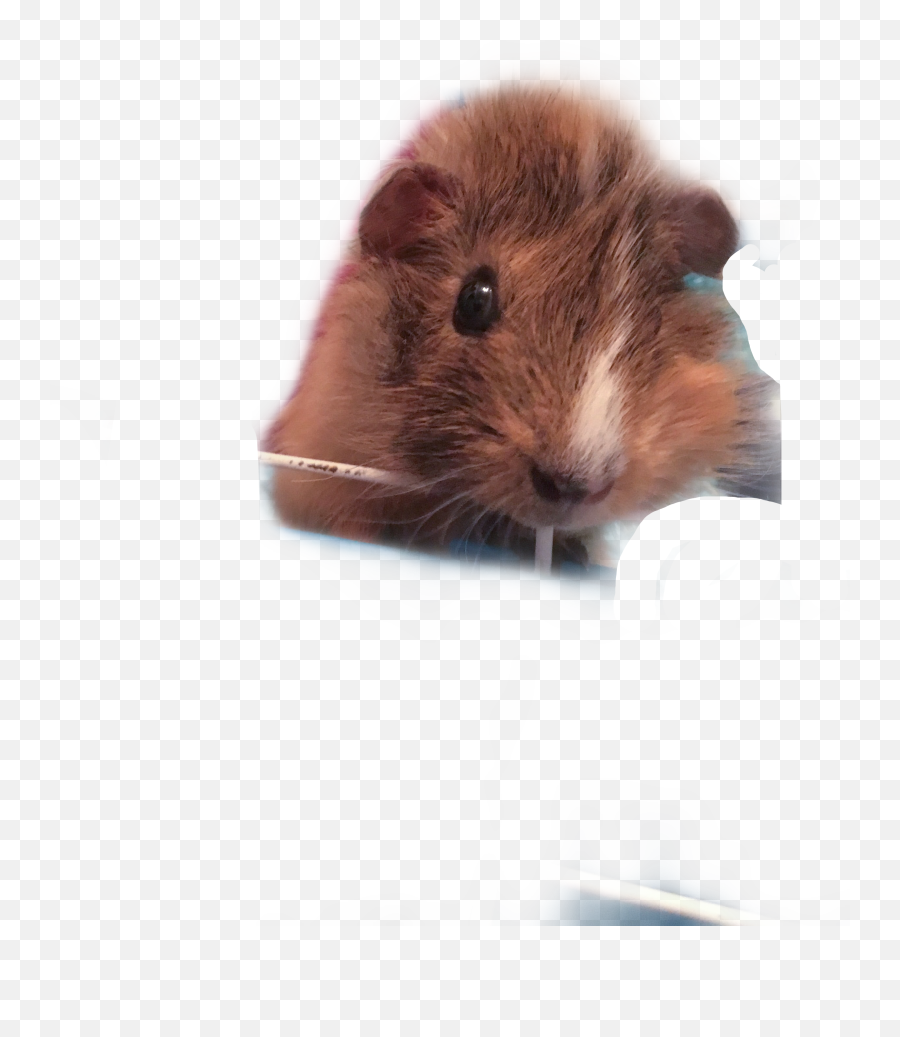 My Guinea Pig Peanut Hashtags - Mouse Emoji,Peanut Butter Emoji