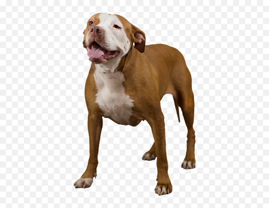 American Pit Bull Terrier - Pit Bull Dog Png Emoji,Pitbull Emoji
