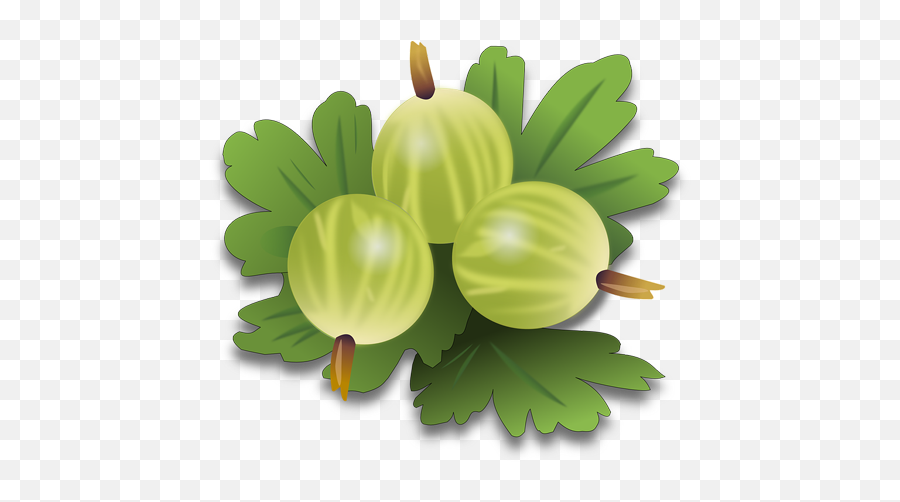 Home Raavedic - Gooseberry Clipart Emoji,Constipation Emoji