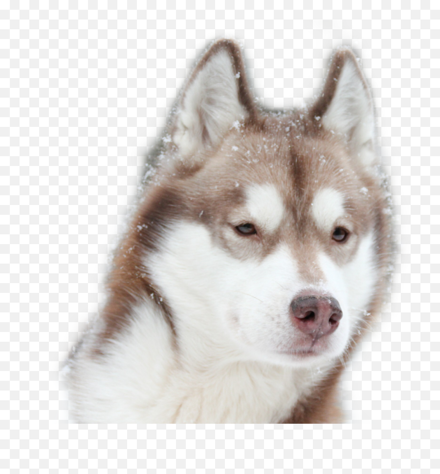 Dog Husky - Sakhalin Husky Emoji,Husky Emoji