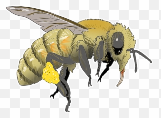 How To Help Revive A Cold Or Wet Bee Save Bees - Honeybee Emoji,Poorly Drawn Thinking Emoji