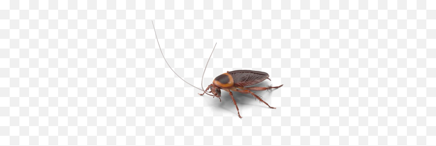 Search For - Dlpngcom Oggy And The Cockroaches Emoji,Roach Emoji