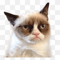 Pin - Grumpy Cat Png Emoji