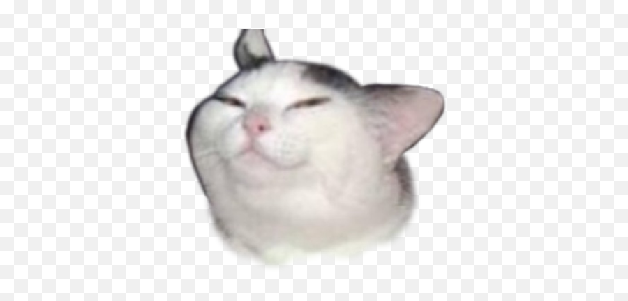 Cat Smug Face Meme Sticker By Elongated - Soft Emoji,Smug Face Emoji